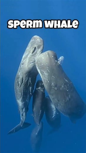 Sea creatures compared to human #animals