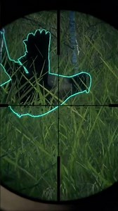 Melanistic Red grouse in Scotland #hunting #callofthewildgameplay