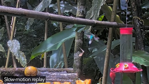 7.6K views · 207 reactions | The chase is on! Watch this butterfly...