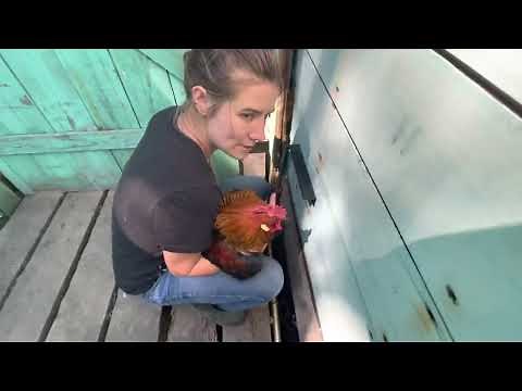 How to kill a chicken Part 2: Assisted Cervical Dislocation Device