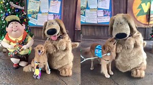 Service dog overjoyed to meet Dug from Disney’s movie ‘Up’ in adorable video