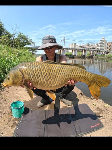 #fishing #carpfishing #釣り #鯉釣り #鱒レンジャー