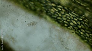 transparent microorganism under the microscope, with internal organs, as is an alien organism