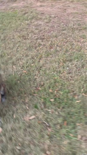 We got a special request for a new K9 Leo video today, so here you go! I think we are going to work on being gentle and not dropping it before I send him after any fizzy drinks 😉. | Justice4Leo504