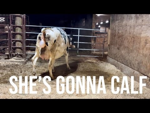Having a Calf in The Middle Of Winter!