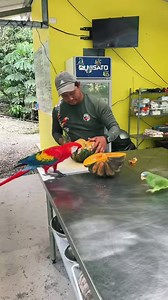 1.1M views · 63K reactions | Volunteering opportunities available! We are looking for volunteers who can commit to a minimum of one week to assist in caring for over 70+ parrots. You can book directly with us via: https://www.parrotrescuecr.com/volunteer  506.8712.5809  info@parrotrescuecr.com | Parrot Rescue Center Of Costa Rica | Facebook