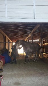 Alle tanzen 😄 | Crazy Showhorses