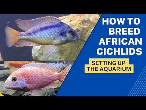 YOU Can Breed a TON OF FISH Too! How to Breed African Cichlids.