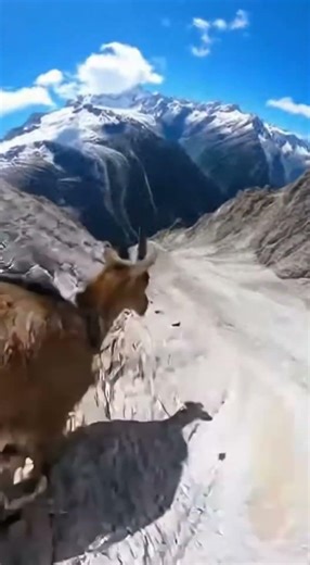 Mountain Goats POV: Relax and Watch | #goat #chill #asmr