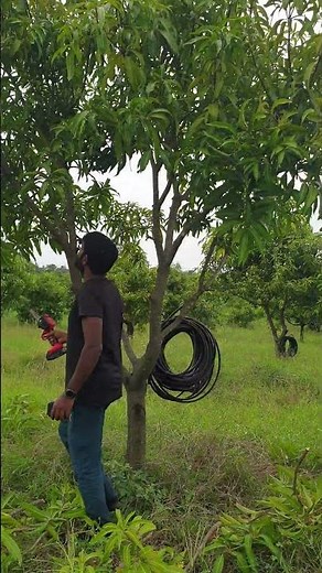 Kesar Mango 🥭 Farm - MANGO TREE Pruning Guide
