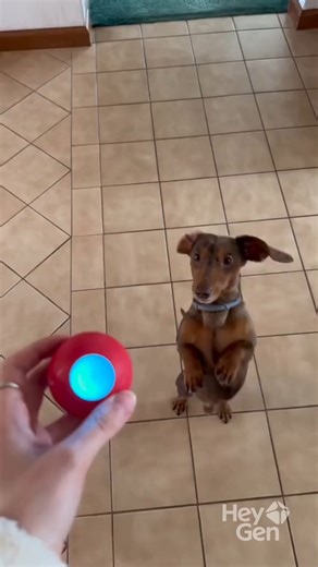 Say goodbye to pet boredom and destructive behavior! Our Smart Dog Toy Ball USB keeps your furry friend entertained and active — even when you're not home. ⚡ Automatic movement & LED lights 💪 Durable and safe for all dog sizes 🔋 USB rechargeable — hours of nonstop fun 🎁 Get 30% OFF Today Only and make your pup’s day unforgettable! | PUP JOY PET