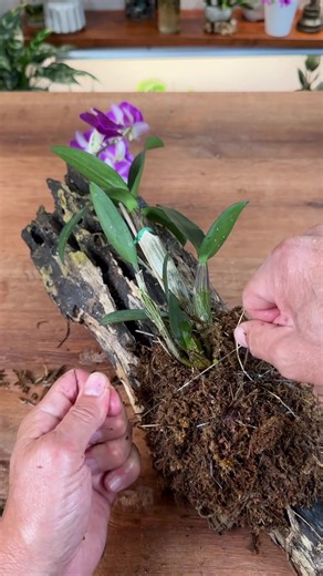 Creating a Driftwood Orchid Mounting Project