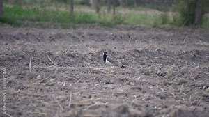 Red Wattled Lapwing bird warning call at lake slow motion