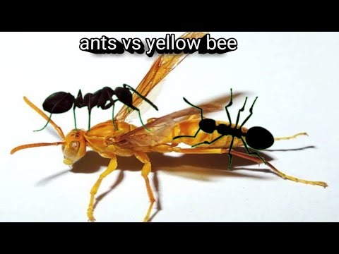 Ants vs yellow bee fight by Noorcatschannel