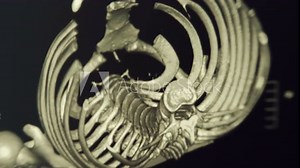 Magnetic resonance imaging (MRI) of the human chest with ribs, spine and adjacent bones. Closeup. Macro