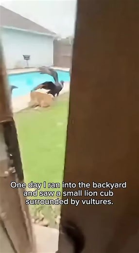 Saved Baby lion #animallover #rescueanimals #animalrescue #rescue #babylion