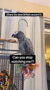 1M views · 6.1K reactions | Can you stop watching me 藍 #africangreyparrot #africangrey #talkingbird | Gizmo the Grey Bird | Facebook