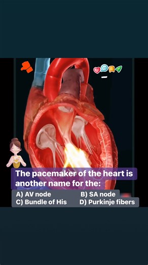 Follow 👉🏻Dimax Life Sciences The Pacemaker of the Heart: SA Node The Sinoatrial (SA) Node, located in the upper wall of the right atrium, is known as the natural pacemaker of the heart. It generates electrical impulses that initiate the heartbeat, setting the rhythm and rate of cardiac contractions. These impulses spread across the atria, causing them to contract and push blood into the ventricles. The SA node ensures the heart beats in a regular, rhythmic pattern, typically at 60-100 beats pe