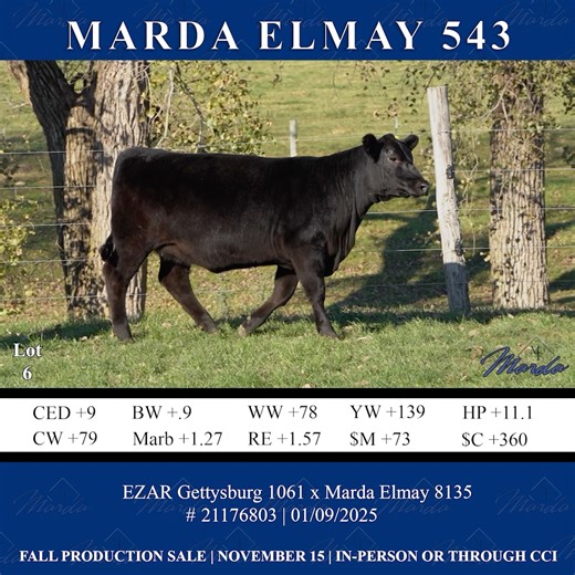 Now this one is a special sale highlight with some of the newest and freshest outcross genetics to hit the market this year! Marda Elmay 543 (21176803) is a maternal sister to thee $80,000 Marda Great Lakes 370. She also has the same controlled mature weight and mature height which separates her from her contemporaries. Looking to the future, she has a strong sub-zero PAP EPD’s to fit every environment in this country, plus elite carcass genetics that will push her to the fore front. 543 has a d