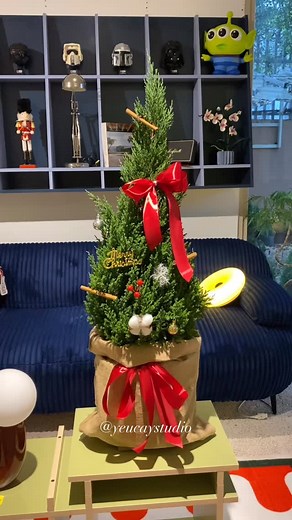 Tùng Noel #yeucaystudio #plants #kiengla #terracottapots _________________________________________ Yêu Cây Studio Hotline: 0901476605 IG: @yeucay.studio Add: 12 Đường số 12 An Khánh Quận 2 Thành Phố Hồ Chí Minh | YÊU CÂY Studio | Facebook