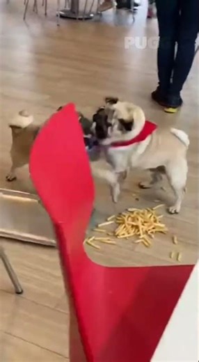 The pug wanted McDonald's, but failed.#ai #puggy