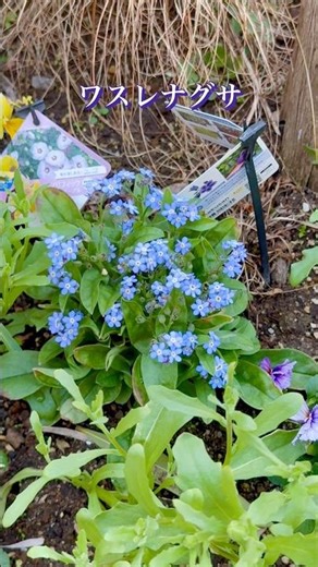 ワスレナグサ #ガーデニング #春の花 #園芸