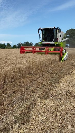 225K views · 7.2K reactions | A look back to harvesting winter barley in August. Chris is combining in the Claas Avero 240, all of the grain will be crimped and fed to our cows, the straw is baled and used for bedding and youngstock feed. . . . . . . . CLAAS CLAAS.Latvia . #forager #barley #combine #claas #grain #combineharvester #harvest #agro #agriculture #ag #agricultura #ağrı #farming #claasavero #farmer #jersey #masterfarms | Master Farms | Facebook