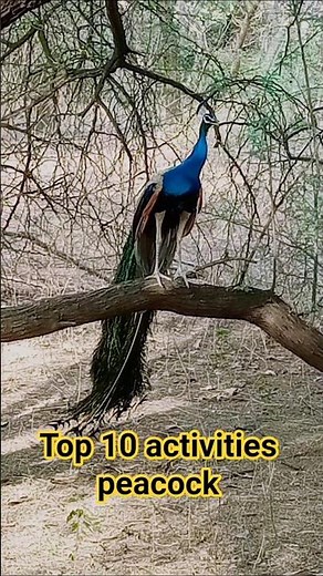 top 10 activities peacock 🦚🦚 #peacock #birds #peacock_dance #animals