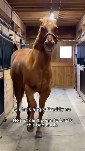 Funny Horse🐎🤣❤️#horse #horses #horselover #fyp #funnyanimals#core #equestrianism #horselife
