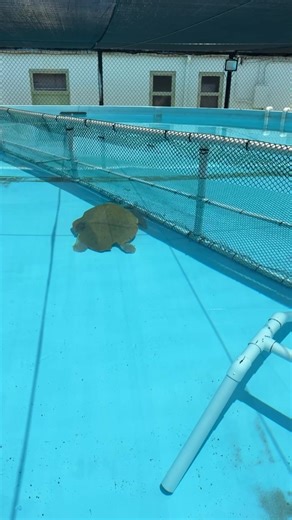 LIVE at the sea turtle tanks with Bender! | The Turtle Hospital