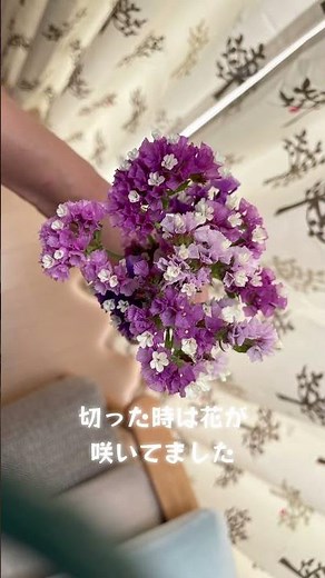スターチスはすぐにドライフラワーになってかわいい色。#スターチス#ダイソー #種から育てる #ドライフラワー