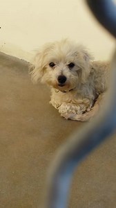 13K views · 208 reactions | He is so adorable and small but he is...