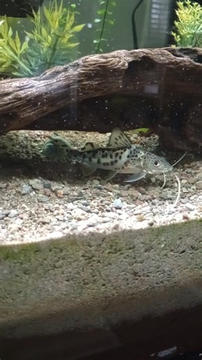 semi aggressive community tank