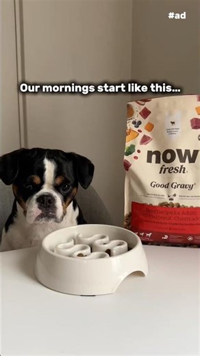Slow Morning Routine with My Dog 🐶✨#ad #NowFreshPartner #dogroutine #frenchbulldog #dogshorts #pets