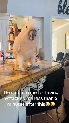 Funny Talking Parrot Clips That Will Make You Laugh