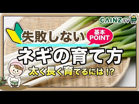 ネギの育て方｜長ネギ栽培方法（初心者でも安心_ねぎの育て方）【カインズ野菜栽培】