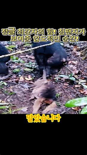 정글 최강자의 힘! 침팬지가 보여준 압도적인 순간! #침팬지 #원숭이 #야생동물 #동물의세계 #생존경쟁