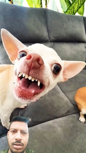 Puppy dog attack on my hand #chihuahua #pets #cutedog #puppy #shortvideo #shorts #dog #dogs #dogshor