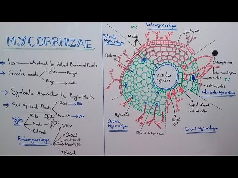 Mycorrhiza & all its types explaination in just one diagram