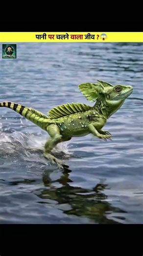 पानी पर दौड़ने वाली छिपकली! 🦎😲 | Basilisk Lizard Facts #BasiliskLizard #AmazingFacts