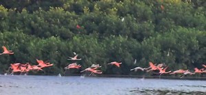 39K views · 687 reactions | Explore the breathtaking Caroni Swamp on...