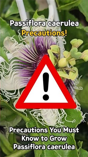 Passiflora caerulea care Precautions