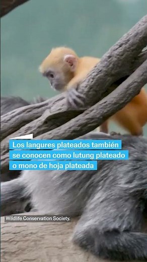 ZOOLÓGICO DEL BRONX exhibe a un bebé de langur plateado #shorts