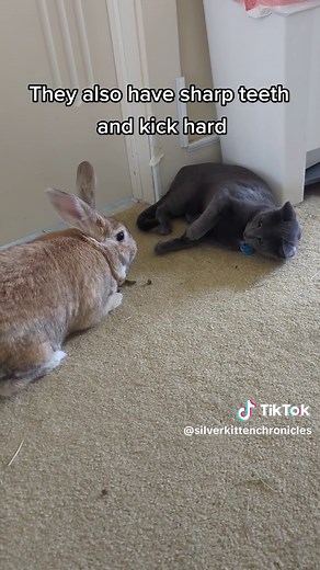 TikTok - Make Your Day