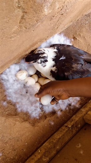 Update on my duck that lay alongside with my noiler chicken, so after packing the noilers egg I decided to put more duck eggs cause I have a lot of fertilized duck egg. So stay tuned I will be updating you guys on how the incubation process is going #duck #fertilizedeggs #hatching #incubation #farmlife