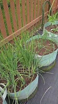 How to grow Shallots in Containers #garden #ihavethisthingwithplants #containergardening