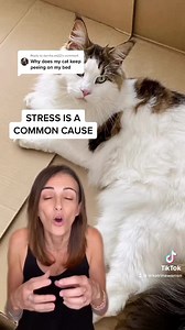 7.9K views · 85 reactions | Why does your cat choose to pee on your bed ? This is quite a common cat behaviour question, hope these tips help a little. | Dr Katrina | Facebook