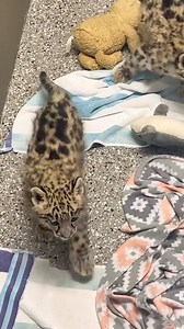 19K reactions · 1.4K shares |  Let the cuteness overload begin! Watch as two baby snow leopards purr, meow, and play in this up-close video that will melt your heart! ️ Join us at Tanganyika Wildlife Park for more delightful wildlife experiences!  #SnowLeopardMagic #BabyLeopardLove | Tanganyika Wildlife Park | Facebook