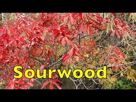 Sourwood Seed Harvesting