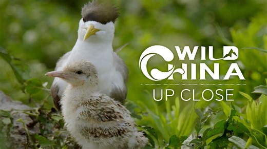 Wild China Up Close: Not every bird can grow up